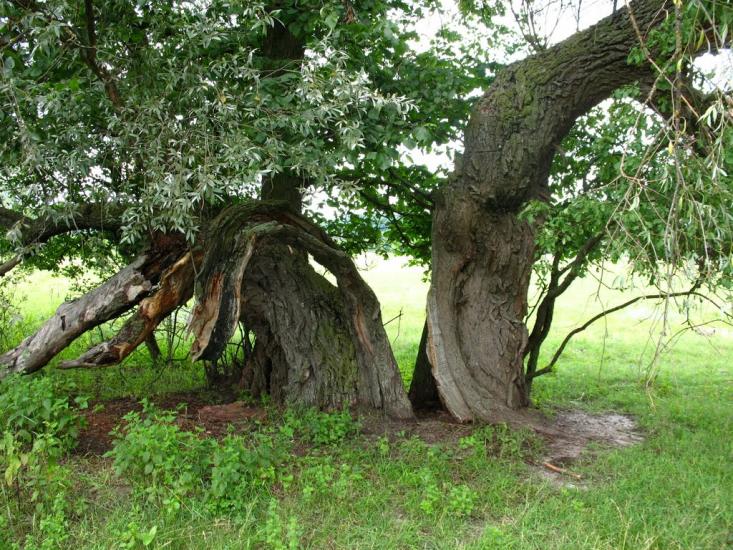 Глоди з panoramio.com - Glody