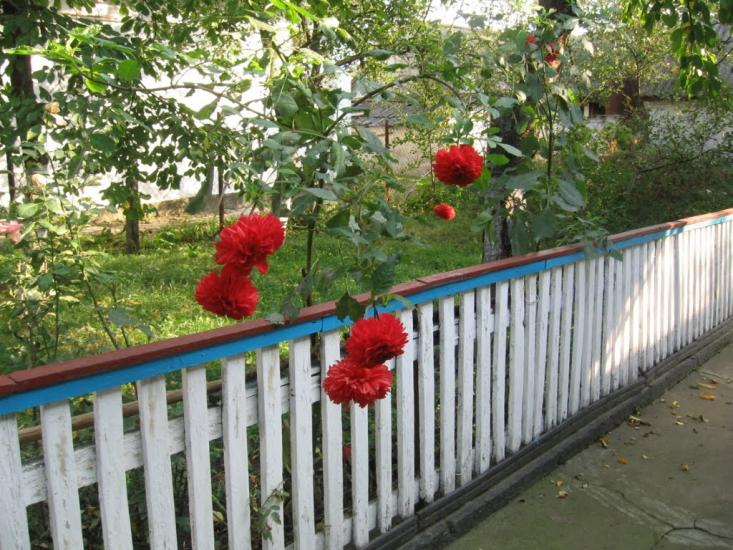 Жашків з panoramio.com - Zhashkiv