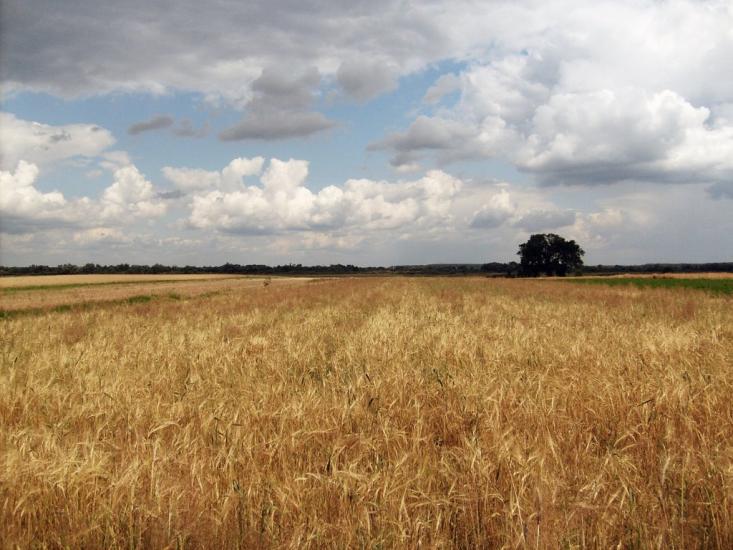 Миловань з panoramio.com - Миловань