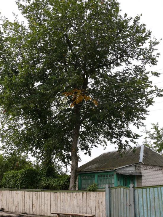 Перемога з panoramio.com - Перемога