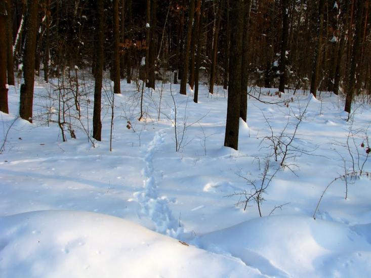 Волиця з panoramio.com - Волица