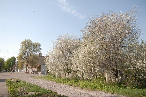 Узин з panoramio.com - Узин