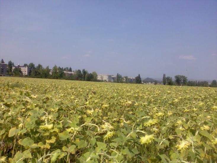 Сєверне з panoramio.com - Syeverne