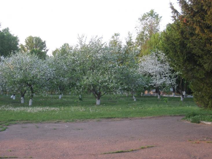 Бирлівка з panoramio.com - Бырловка