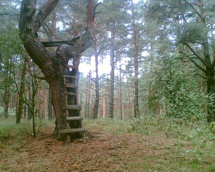 Плюти з panoramio.com - Плюты