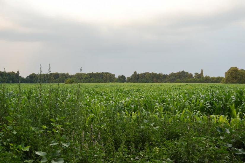 Велика Дівиця з panoramio.com - Велика Дівиця