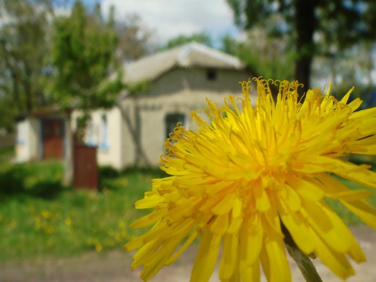 Іванківці з panoramio.com - Ivankivtsi