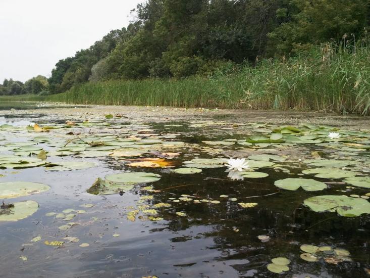 Усть-Лип'янка з panoramio.com - Усть-Липянка