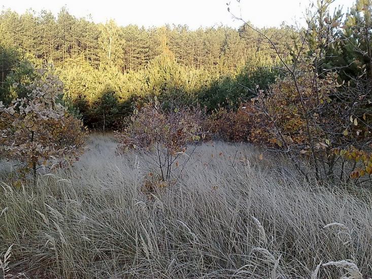 Малютянка з panoramio.com - Малютянка