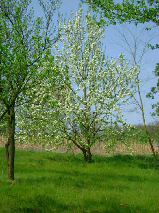 Бобриця з panoramio.com - Бобрица