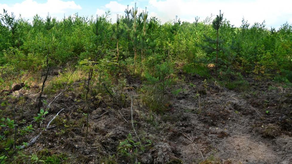 Тополівка з panoramio.com - Тополівка