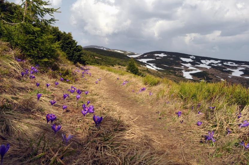 Сітний з panoramio.com - Сітний