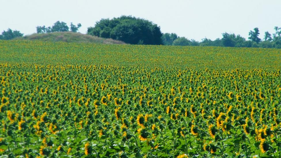 Солониця з panoramio.com - Солониця