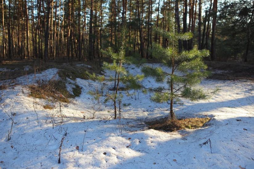 Черемушне з panoramio.com - Черемушное