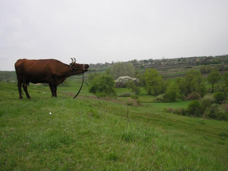 Нова Прага з panoramio.com - Nova Praga