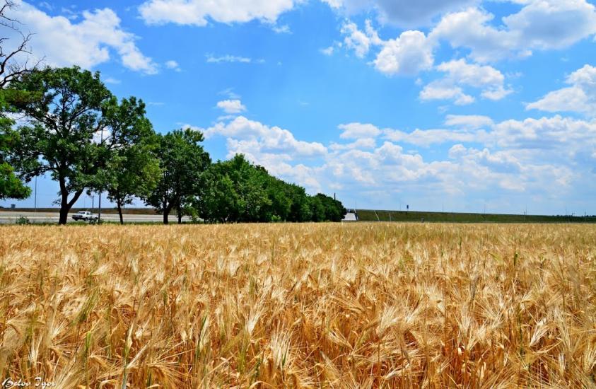 Дачне з panoramio.com - Dachne
