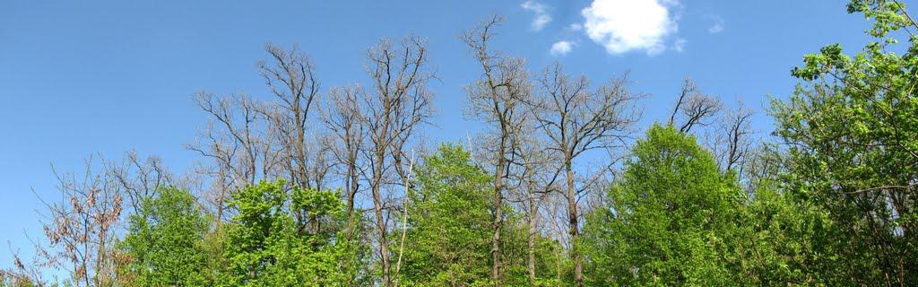 Бахматівці з panoramio.com - Bakhmativtsi