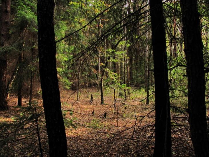 Нові Яриловичі з panoramio.com - Новые Ярыловичи