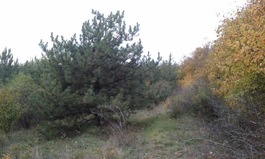 Кам'янка з panoramio.com - Камянка
