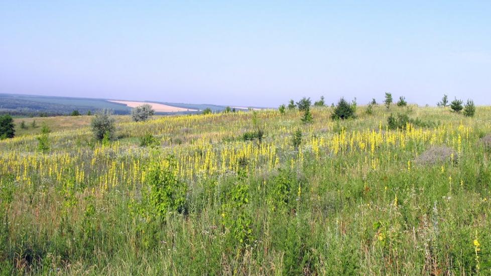 Нова Осота з panoramio.com - Новая Осота