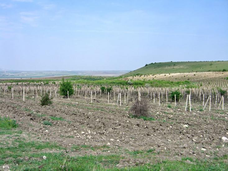 Підгірне з panoramio.com - Підгірне