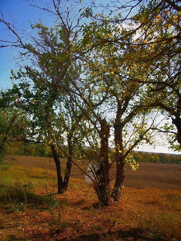 Ароматне з panoramio.com - Aromatne