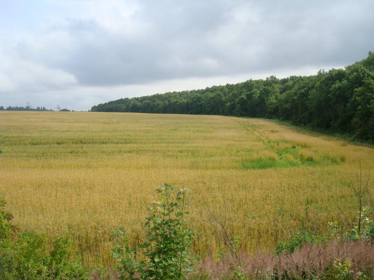 Шаровечка з panoramio.com - Sharovechka
