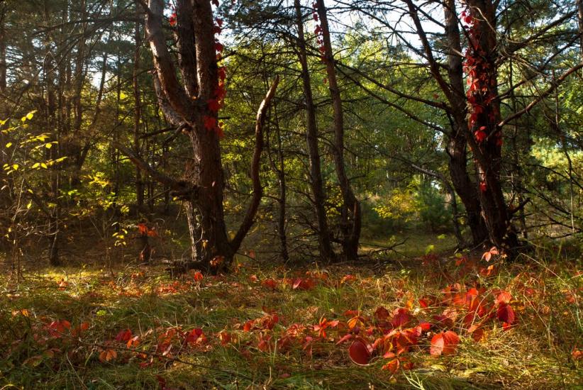 Власівка з panoramio.com - Власовка