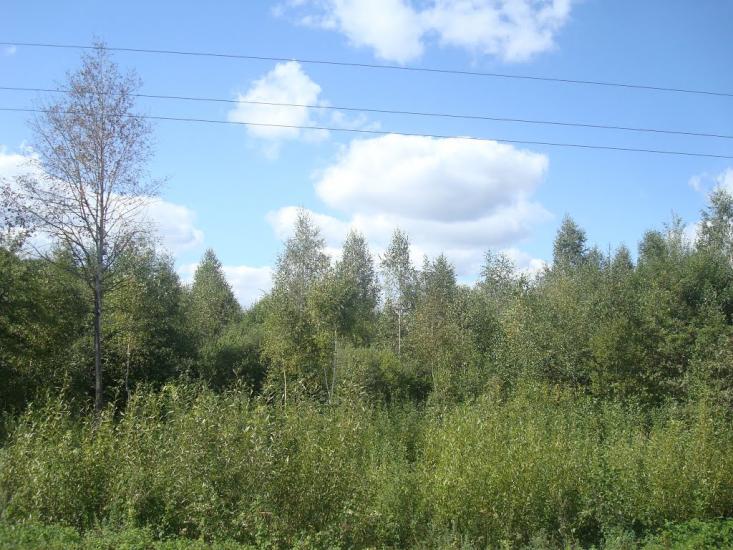 Михайлючка з panoramio.com - Михайлючка