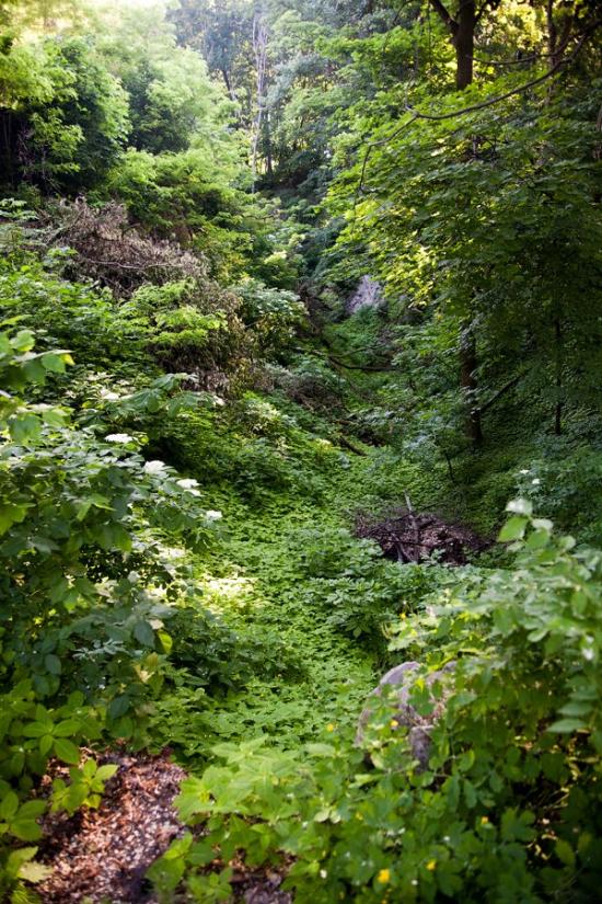Пекарі з panoramio.com - Пекарі
