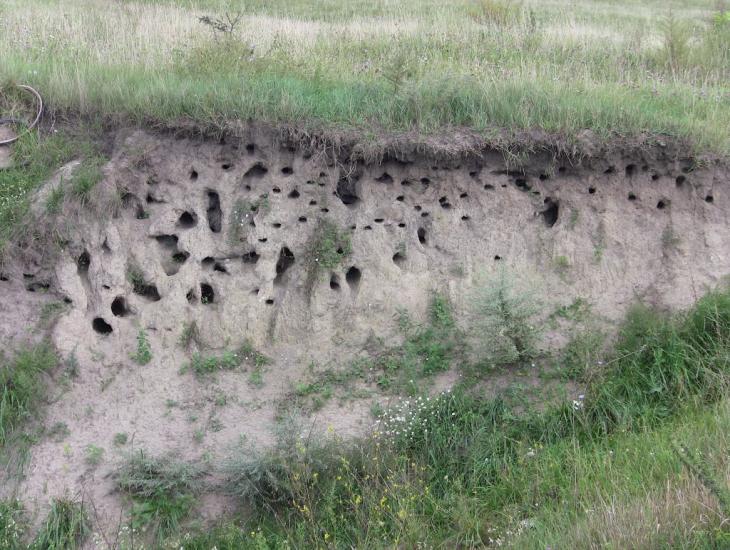 Великі Коровинці з panoramio.com - Великі Коровинці