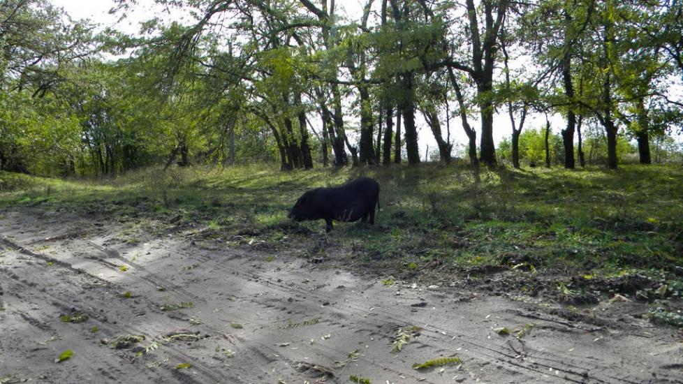 Снігурівка з panoramio.com - Снигиревка