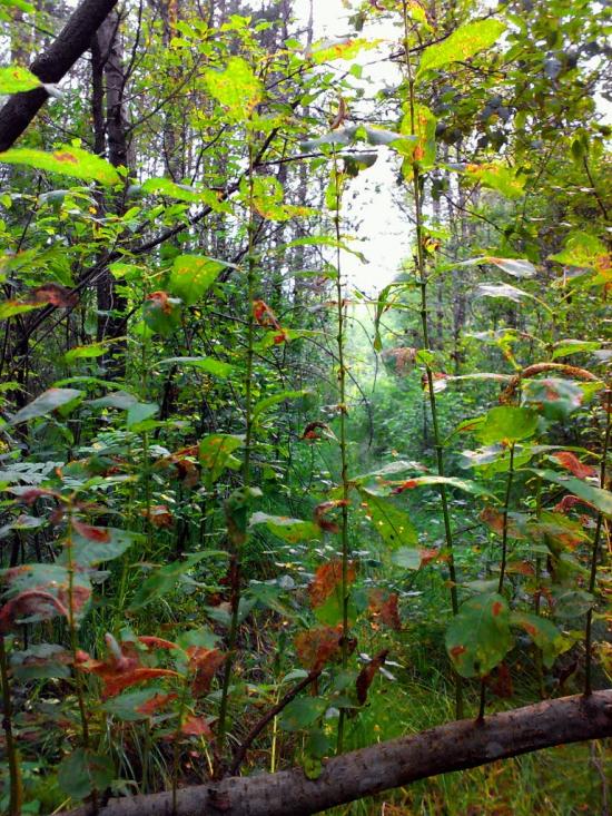 Гута-Ткачова з panoramio.com - Гута-Ткачова