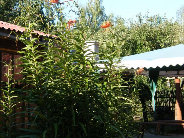 Червона Гута з panoramio.com - Червона Гута