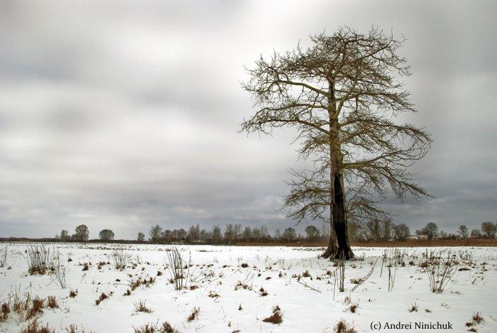 Перемога з panoramio.com - Перемога