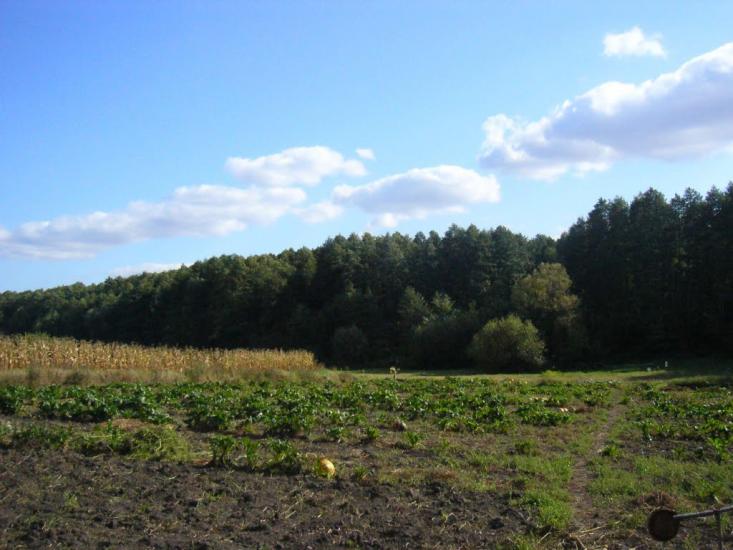 Рогачі з panoramio.com - Рогачи
