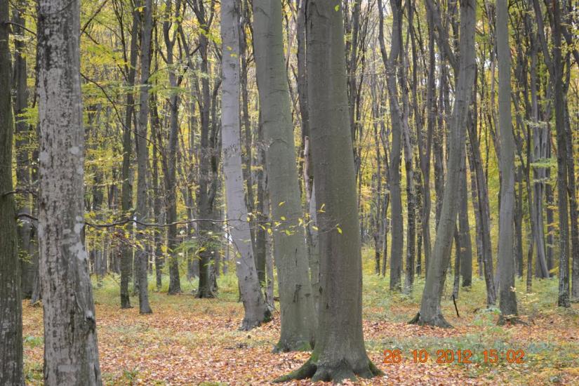 Іванківці з panoramio.com - Иванковцы