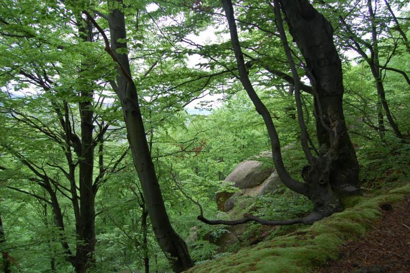 Розгірче з panoramio.com - Розгірче