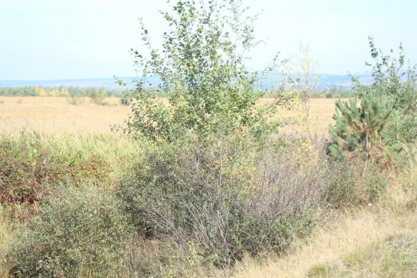 Ценява з panoramio.com - Ценява