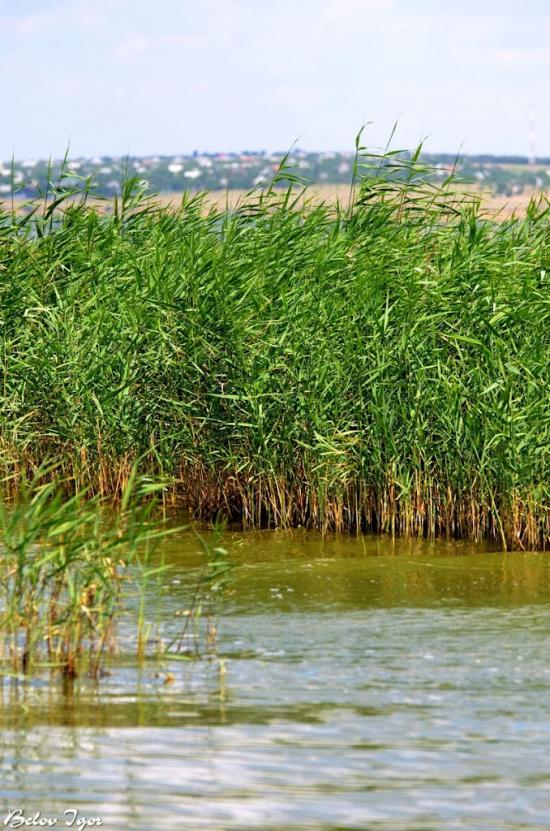 Алтестове з panoramio.com - Алтестово