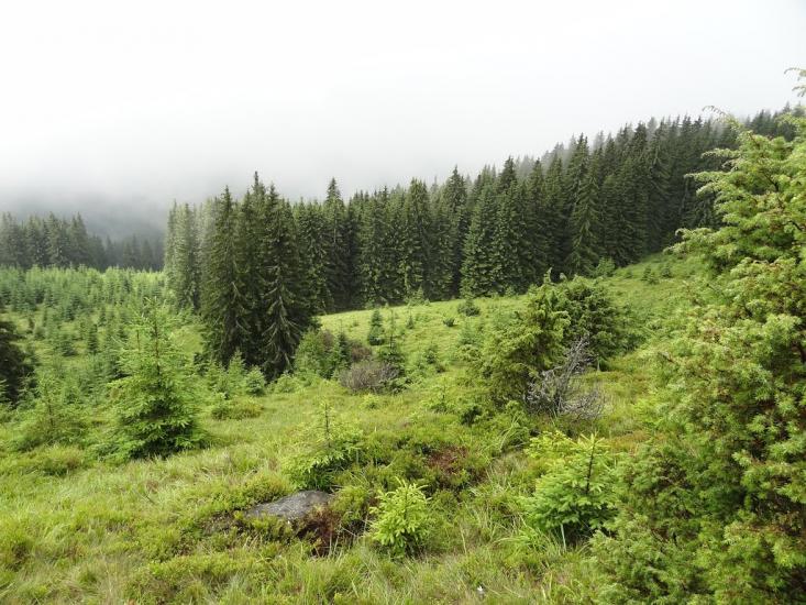 Кривопілля з panoramio.com - Kryvopillya