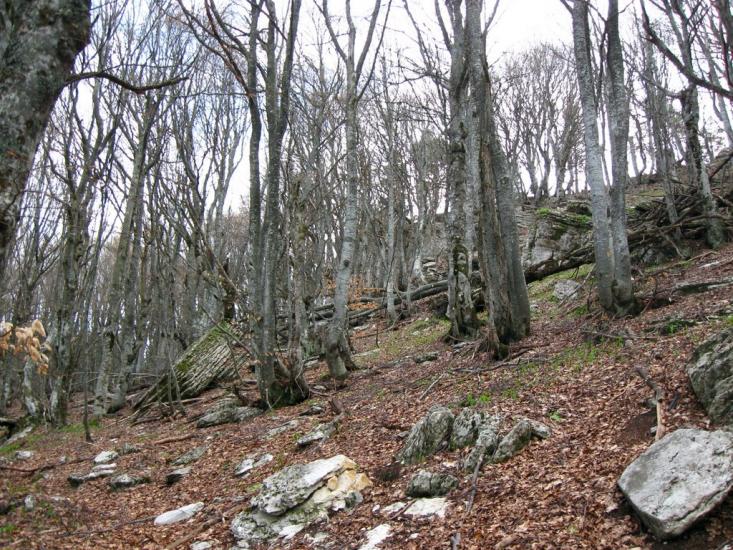 Відрадне з panoramio.com - Отрадное