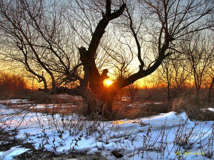 Шабо з panoramio.com - Shabo