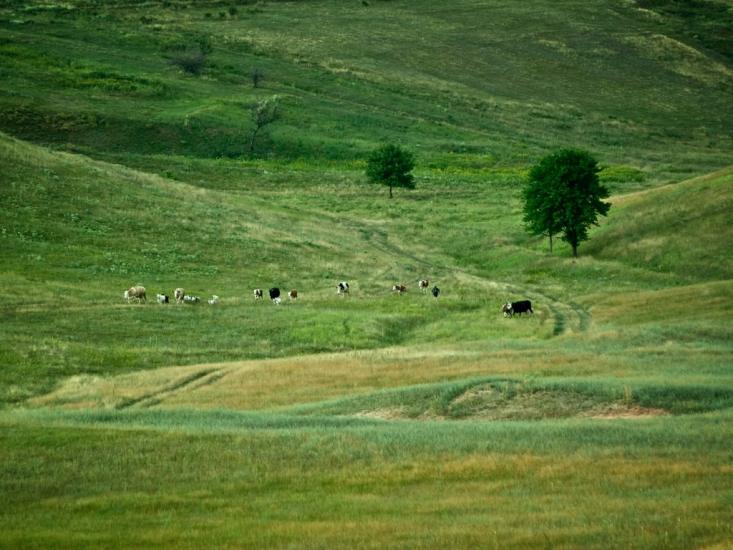 Таранівка з panoramio.com - Тарановка