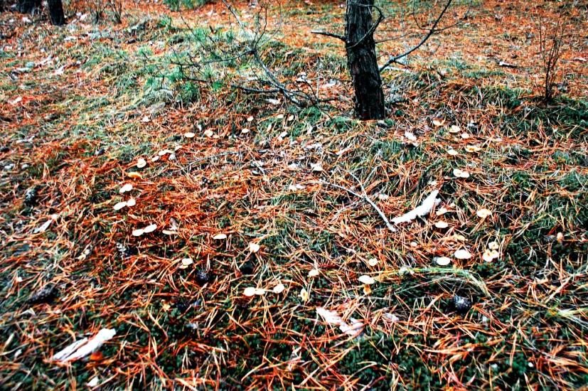 Підлісне з panoramio.com - Pidlisne