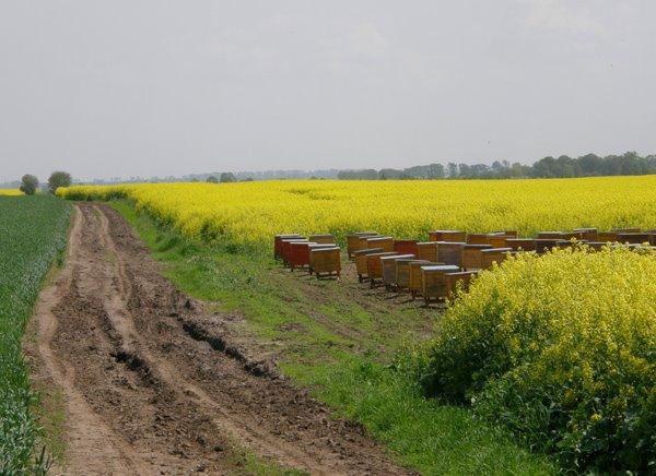Угнів з panoramio.com - Ugniv