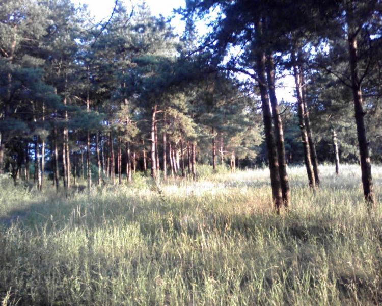 Кринична з panoramio.com - Криничная