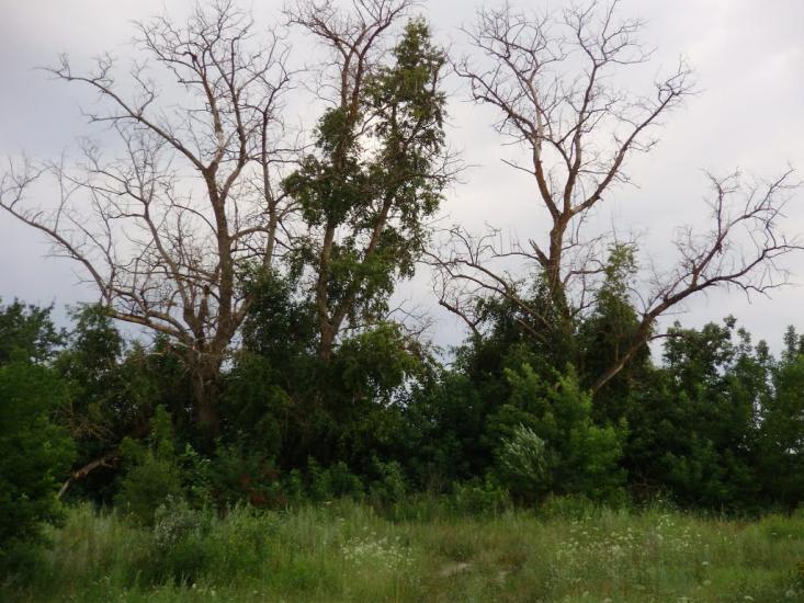 Остроушки з panoramio.com - Остроушки