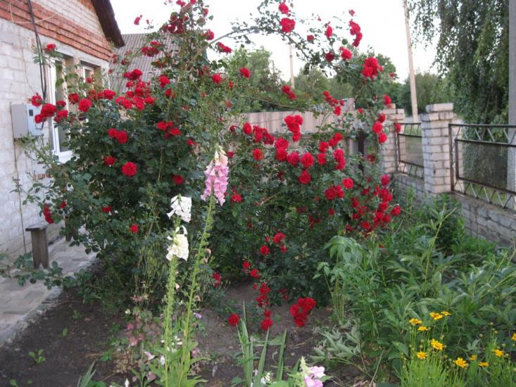 Мартове з panoramio.com - Мартове