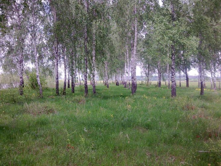 Новомутин з panoramio.com - Новомутин